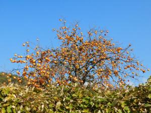 FormatFactoryDSCN6380